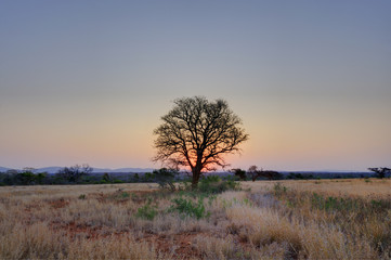 Fototapeta na wymiar SUNSET OVER NATAL SAND FOREST , Mkuze, Kwazulu Natal, South Africa