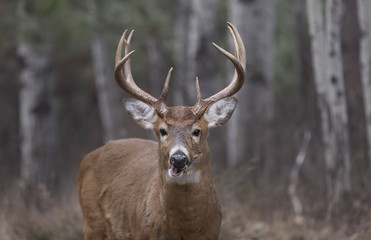 White-tailed deer buck in the forest in Ottawa, Canada