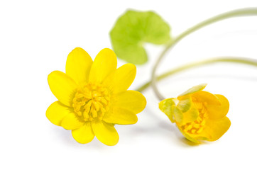 yellow flowers isolated on white background