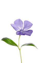 Periwinkle flower isolated on white background