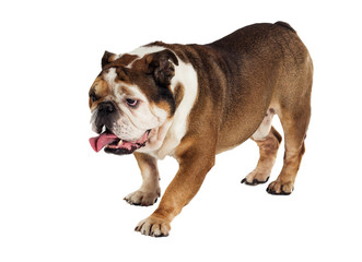 english bulldog on white background