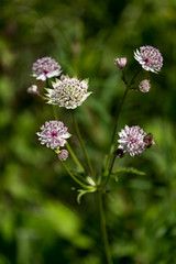 Grande Astrance (Astrantia major)