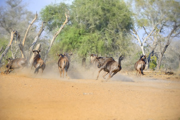 WILDEBEEST (Connochaetes taurinus) aka brindled gnu cautiously approach a waterhole, scaring easily