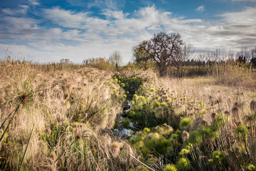 A stream flows between papyrus plants and a leafless tree appears against the blue sky. Siracusa,...