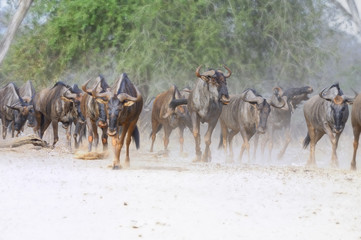 WILDEBEEST (Connochaetes taurinus) aka brindled gnu cautiously approach a waterhole, scaring easily