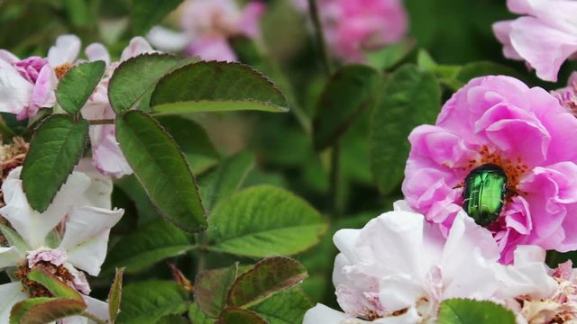 Flowering bushes of pink roses on which sits on large green beetle