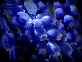 Blue Bells ...