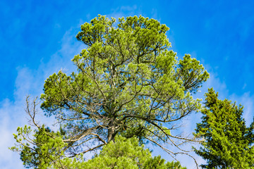Coniferous wood Siberian pine against the blue sky, autumn landscape