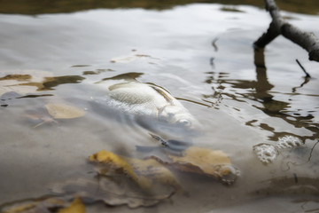 Obraz na płótnie Canvas dead fish in the river