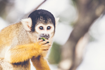 Obraz premium Portrait d'un petit singe saimiri