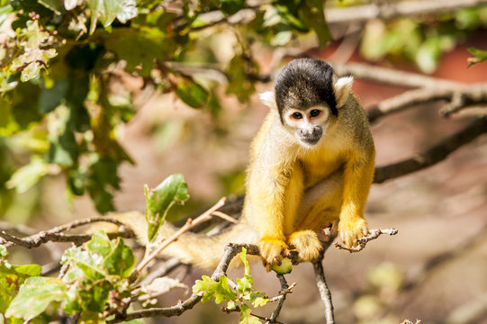 110 Best Singe Jaune Et Noir Images Stock Photos Vectors Adobe Stock