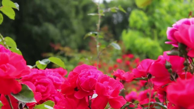 Beautiful lush pink rose in a summer park close view