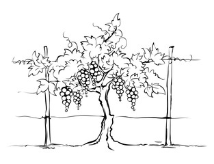 Vineyard / Grape on the trellis, graphic vector illustration