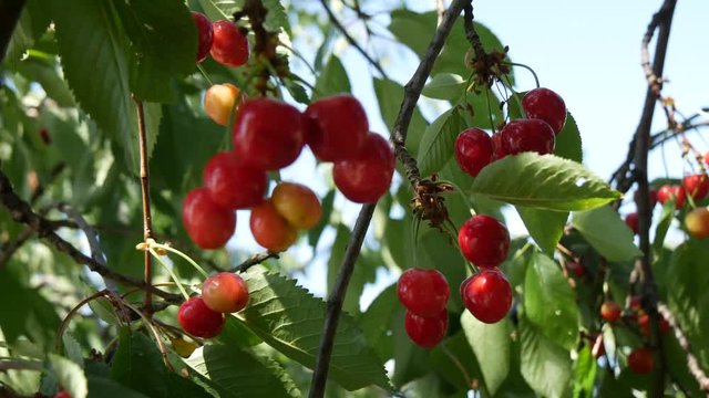 Ciliegie rosse mature sui rami di ciliegio
