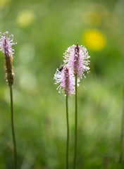Plantain moyen (Plantago media)