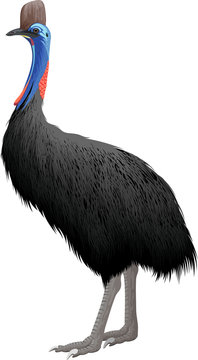 Realistic vector cassowary