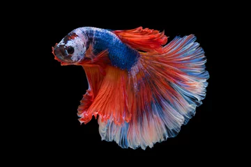 Fotobehang The moving moment beautiful of siam betta fish in thailand on black background. © Soonthorn