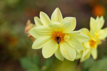 bee on yellow flower