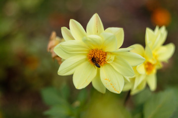 bee on yellow flower
