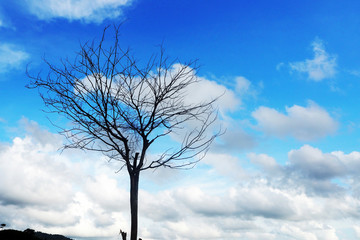 Fototapeta na wymiar tree dry on clear sky - silhouette photo view