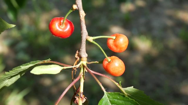 Ciliegie rosse mature sui rami di ciliegio