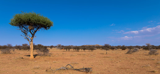 Fototapeta na wymiar Akazienbaum, Etosha Nationalpark, Namibia