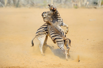 ZEBRA (Equus burchelli).  Stallions contest for dominance of a herd of mares