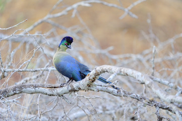 PURPLE CRESTED TAURACO ( Tauraco porphyreolophus). Kwazulu Natal, South Africa. 