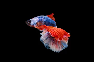 Tuinposter The moving moment beautiful of siam betta fish in thailand on black background. © Soonthorn