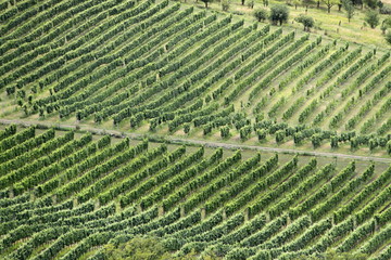 Details of the vineyard from the distance