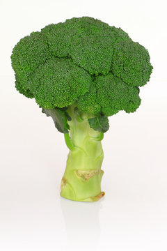 broccoli isolated on white