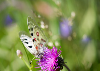Macrophotographie de papillon - Apollon (Parnassius apollo)