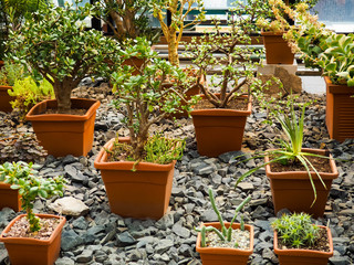 Top view shot of small cactus in many pot for the art and beautiful background.