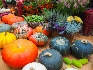 Pumpkins on rural landscape background.