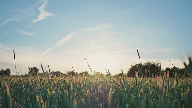 Wheat field with a blue sky on a background. Immature green spikelets swing in the wind in the sun. Sunset. Video in motion with electronic stabilization.