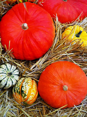 the big orange pumpkin and the other pumpkins in the hay, country style, fair harvest in the fall