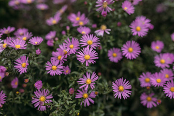 Fototapeta premium flower purple