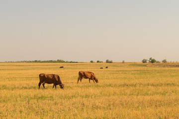 Two brown cows graze on dried pasture