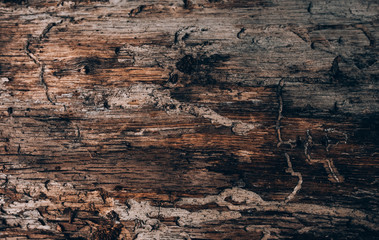 Obraz premium background wood