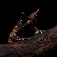 The long-nosed horned frog on black