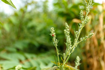 A ladybug on a leaf of a plant in the green garden.