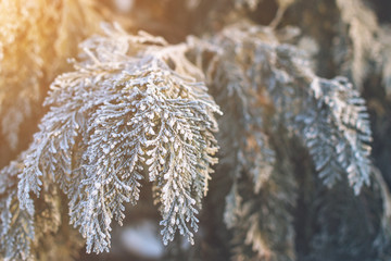 Frozen thuja branches. Winter background. Copyspace.