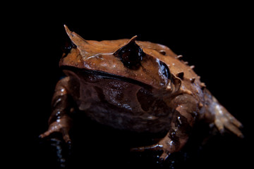 Annam spadefoot toad on black