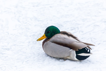 Obraz premium Mallard duck resting on a snow