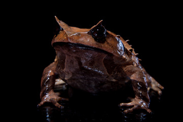 Annam spadefoot toad on black