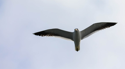 Möwe im Flug