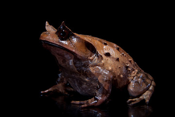 Annam spadefoot toad on black