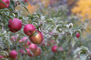 apples on the Apple tree