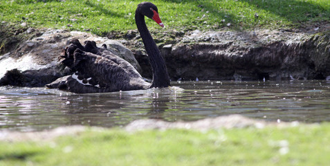 cygne
