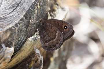 Macrophotographie de papillon - Grande coronide (Satyrus ferula)